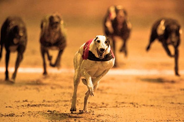 Tips And Tricks For Greyhound Betting